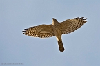 Levant Sparrowhawk_KBJ5227